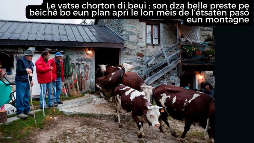 Le mucche escono dalla stalla: sono ormai pronte per scendere a valle dopo i lunghi mesi estivi trascorsi in alpeggio