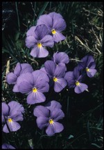 violetta de montagne (fonds : Poletti)