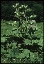 llogne (la plante) (fondo: Poletti)