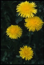 virasoloi (la fleur) (fondo: Poletti)