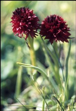 fleur di boye (fondo: Poletti)