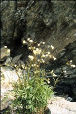 pitchoda fleur de Sen Djan (fondo: Poletti)