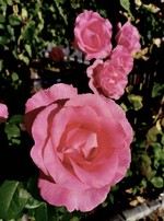 roze ( archivio Lo Gnalèi - foto: Bruno Domaine )