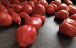 tomata ( archivio Lo Gnalèi - foto: Bruno Domaine )