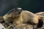 marmota (foto: Roberto Vallet)