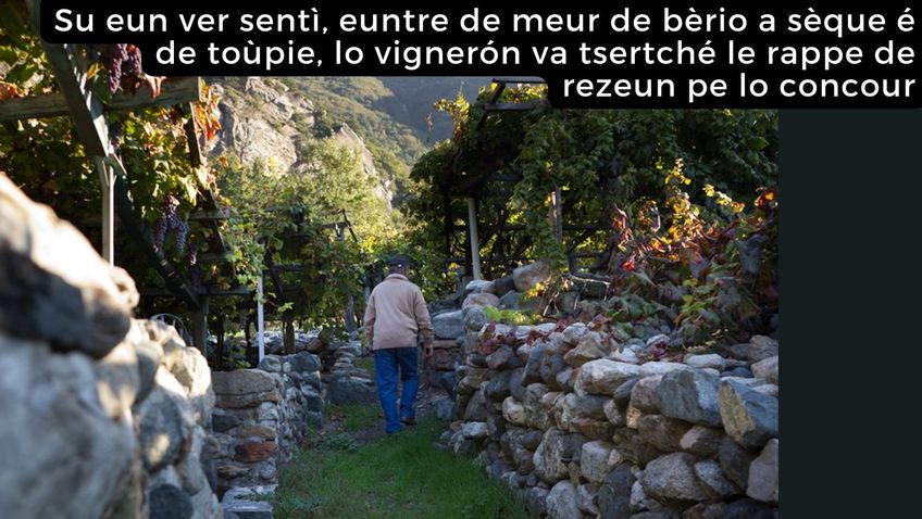 Sur un vert sentier, entre des murs de pierre sèche et des treilles, le vigneron va chercher les grappes de raisin pour le concours