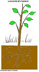 Visualizza immagine vita albero 5