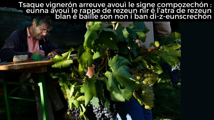Chaque vigneron arrive avec ses compositions : une avec les grappes de raisin noir et l’autre de raisin blanc et donne son nom au bureau des inscriptions