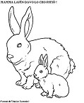 Visualizza immagine conigli