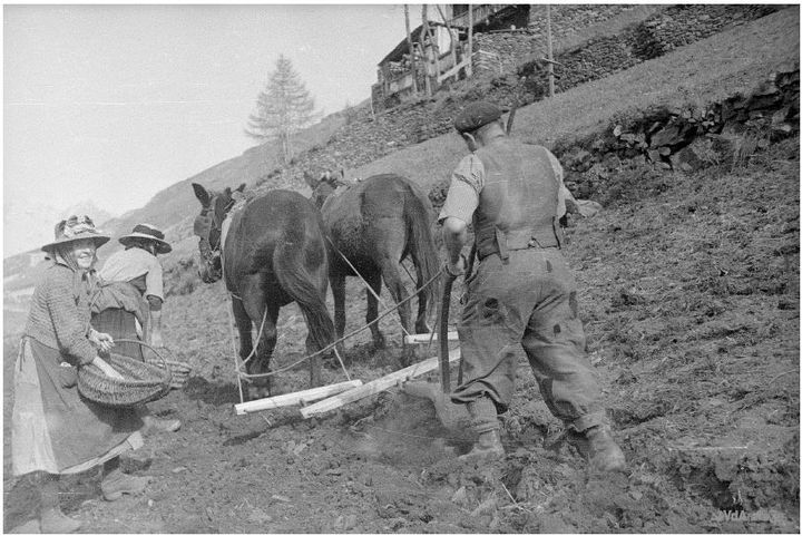 Saint-Rhémy-en-Bosses, 1953 Couple de mulets au travail -  Région autonome Vallée d'Aoste, Archives de l'Assessorat de l'éducation et de la culture Fonds BREL/ Bérard