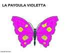 Visualizza immagine farfalla viola