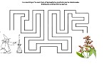 Visualizza immagine salvia - labirinto